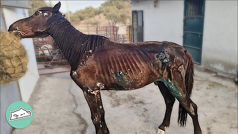 Police Found Horse On The Side Of The Road. Now He Lives A Full Life | Furry Buddies