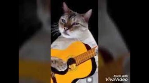 musiccat