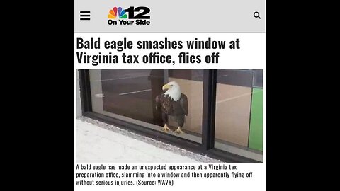 #920 BALD EAGLE SMASHES WINDOW LIVE FROM THE PROC 08.14.24