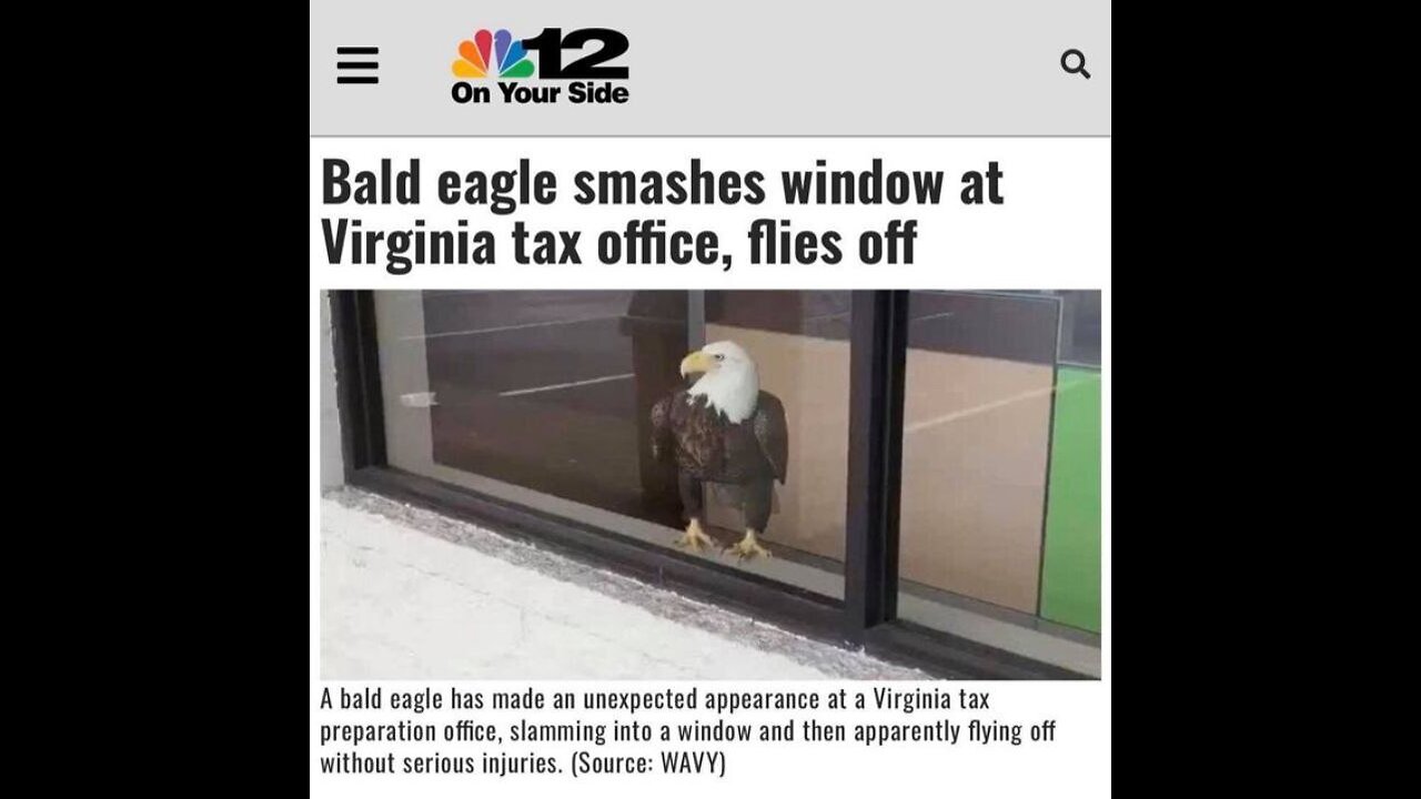 #920 BALD EAGLE SMASHES WINDOW LIVE FROM THE PROC 08.14.24