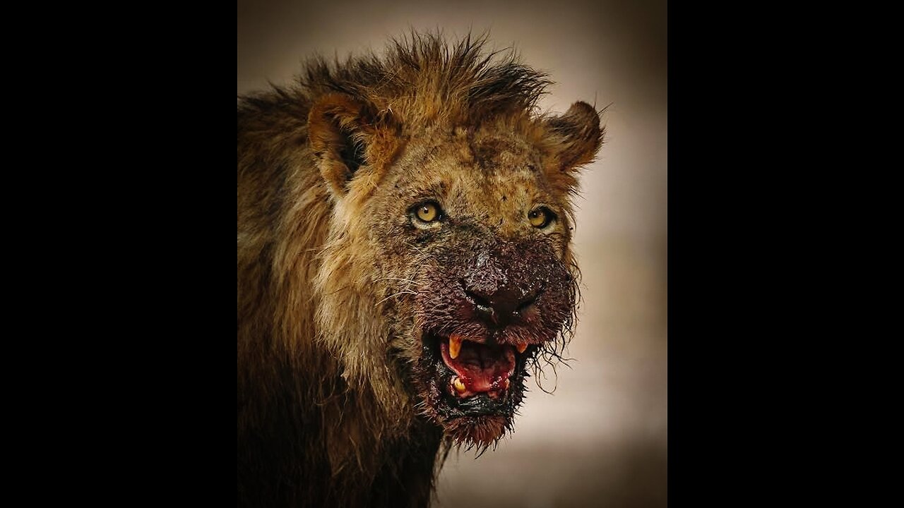 OMG😱 Lion's Supplements🤯