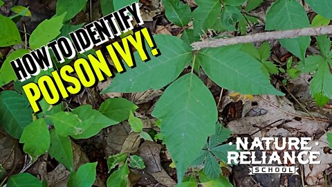 How to identify Poison Ivy.