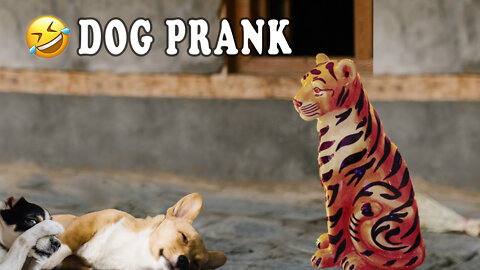 Dog Prank with a fake Lion and Tiger