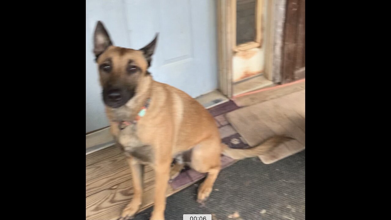 Ups men like well behaved dogs