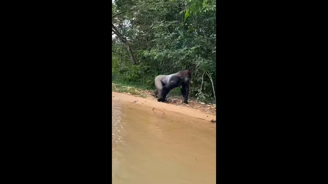 Dawn of the Planet of the Apes