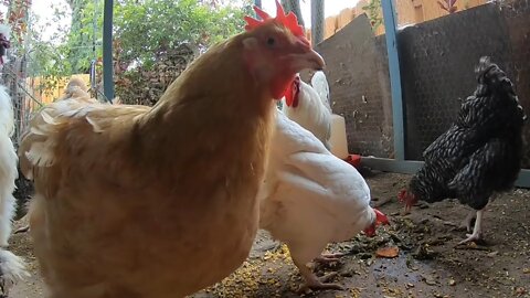 Backyard Chickens Long Relaxing Video Sounds Noises Hens Clucking Roosters Crowing!