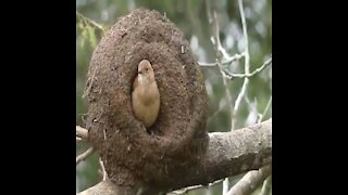 Birds also can do modern house