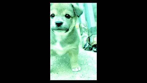 Cute doggy