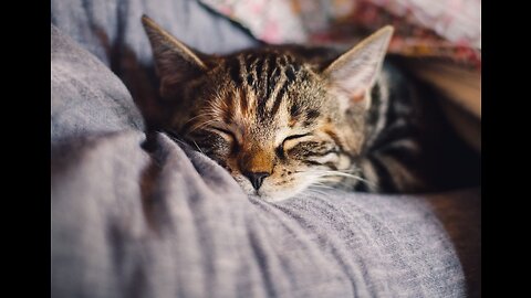 Cat purring Sound for comfort and mental health