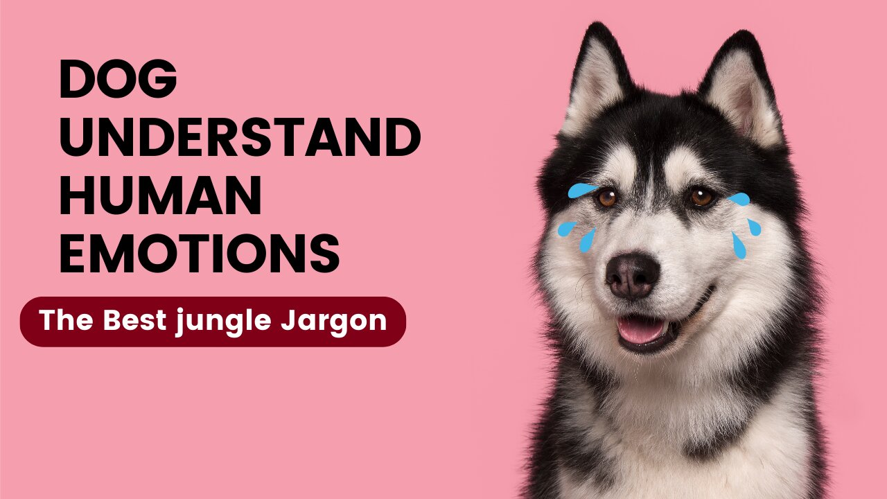 dog understand human emotions