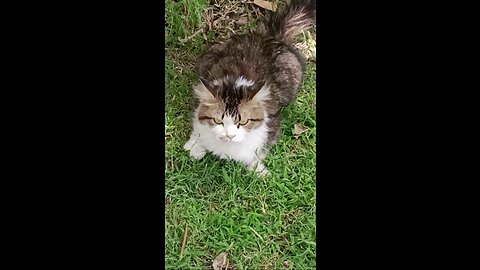 A cute and frowning cat