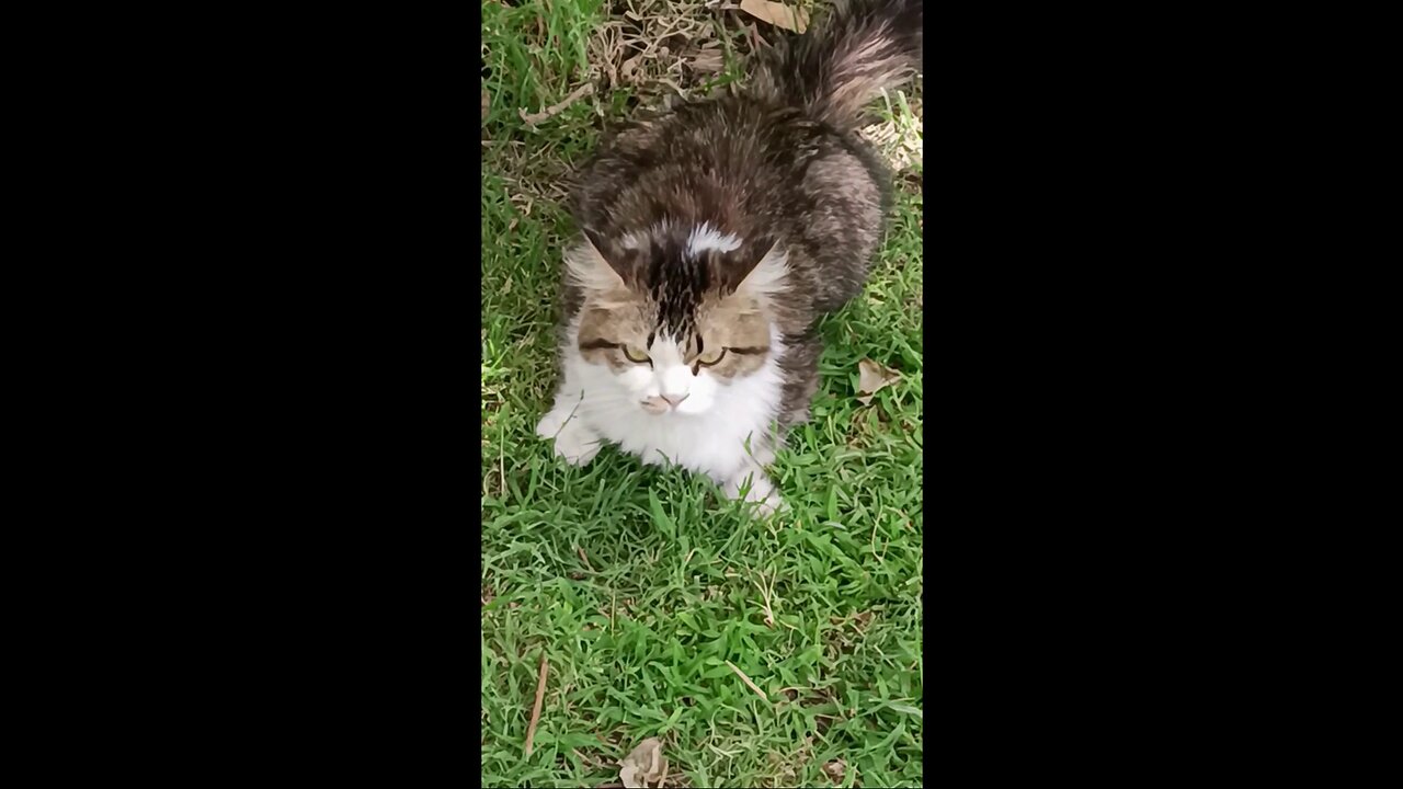 A cute and frowning cat