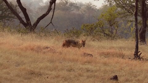 Indian wolf (Canis lupus pallipes) is a subspecies of grey wolf that ranges from Southwest Asia to t