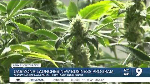 Pot School: UArizona to offer cannabis business certificates