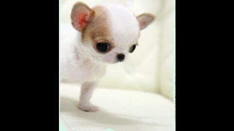Why smalls dogs depend on humans?