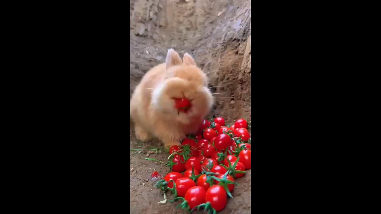 Rabbit eating 🍅 🍓
