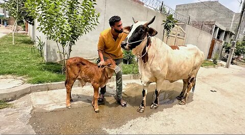 Aj Hum Ne Apni Cow Or Bachy Ka Nam Rkh Diya 😍😍