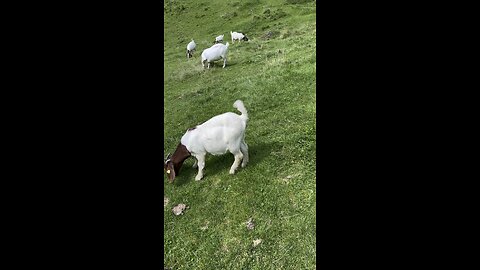 Natural sound 📢 🐐