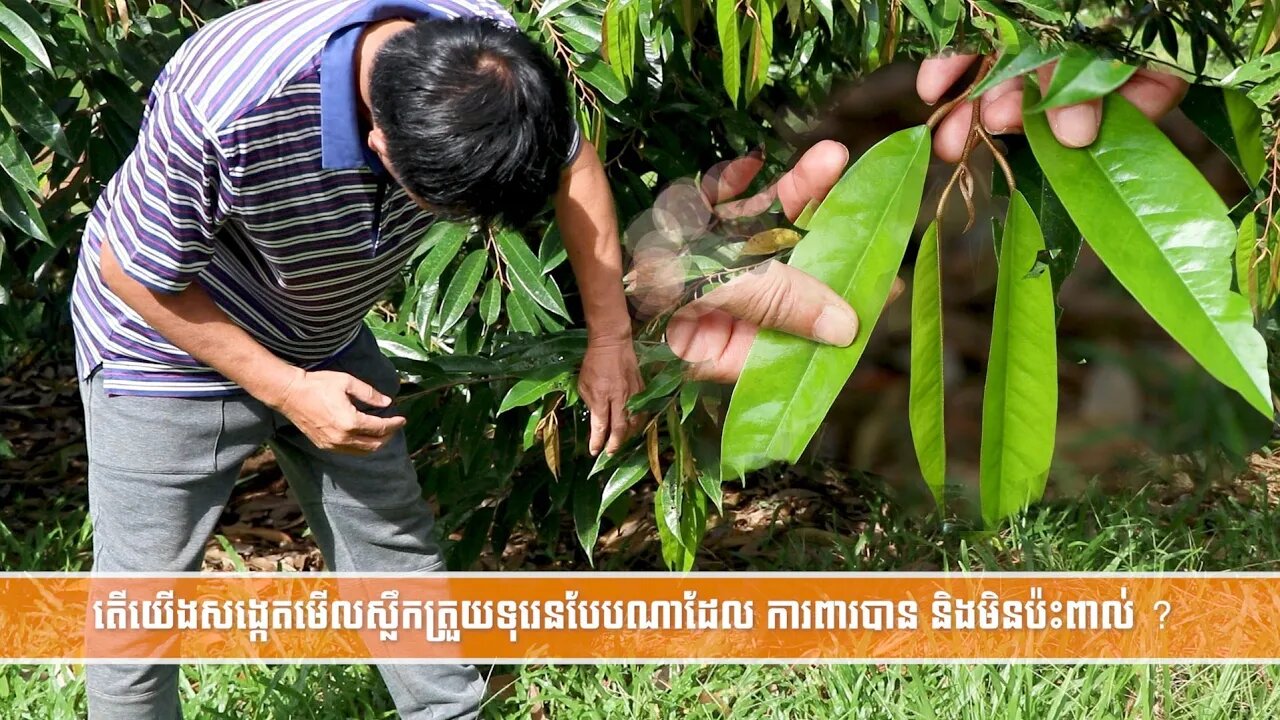 (October 13, 2020) ស្លឹកត្រួយការពារបាន និងមិនប៉ះពាល់ / Cambodia Agriculture (Chhun Kang)