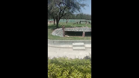 Delhi Zoo White Tiger 😍🍖