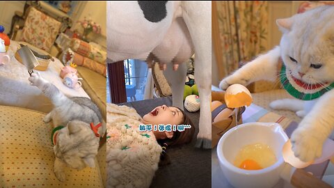 Prepare to drool: Watch this cat show off its amazing cooking abilities!