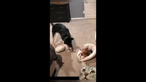 funny animals 😄