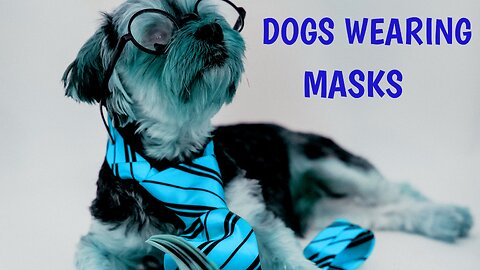 Dogs Wearing Masks