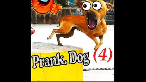 Prank Dog Funny (4)