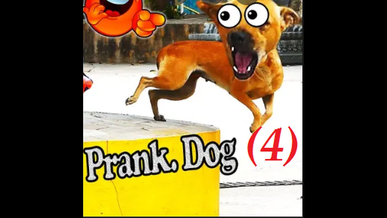 Prank Dog Funny (4)