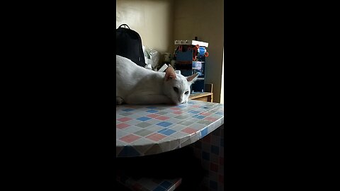 no think cat