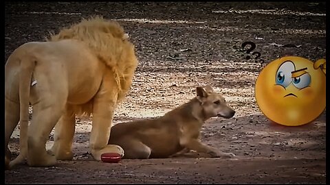 Funny Animal video's & Frank Dogs 🐕🐶 video's // Lions videos 🦁🦁 ¶