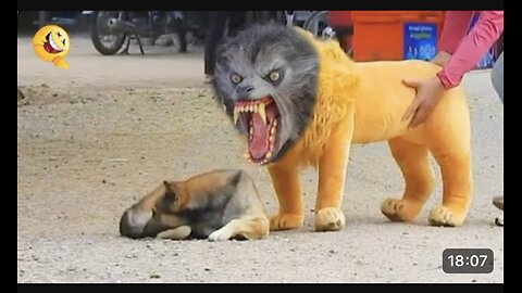 Troll dog prank Funny with Fake lion and tiger prank and huge box