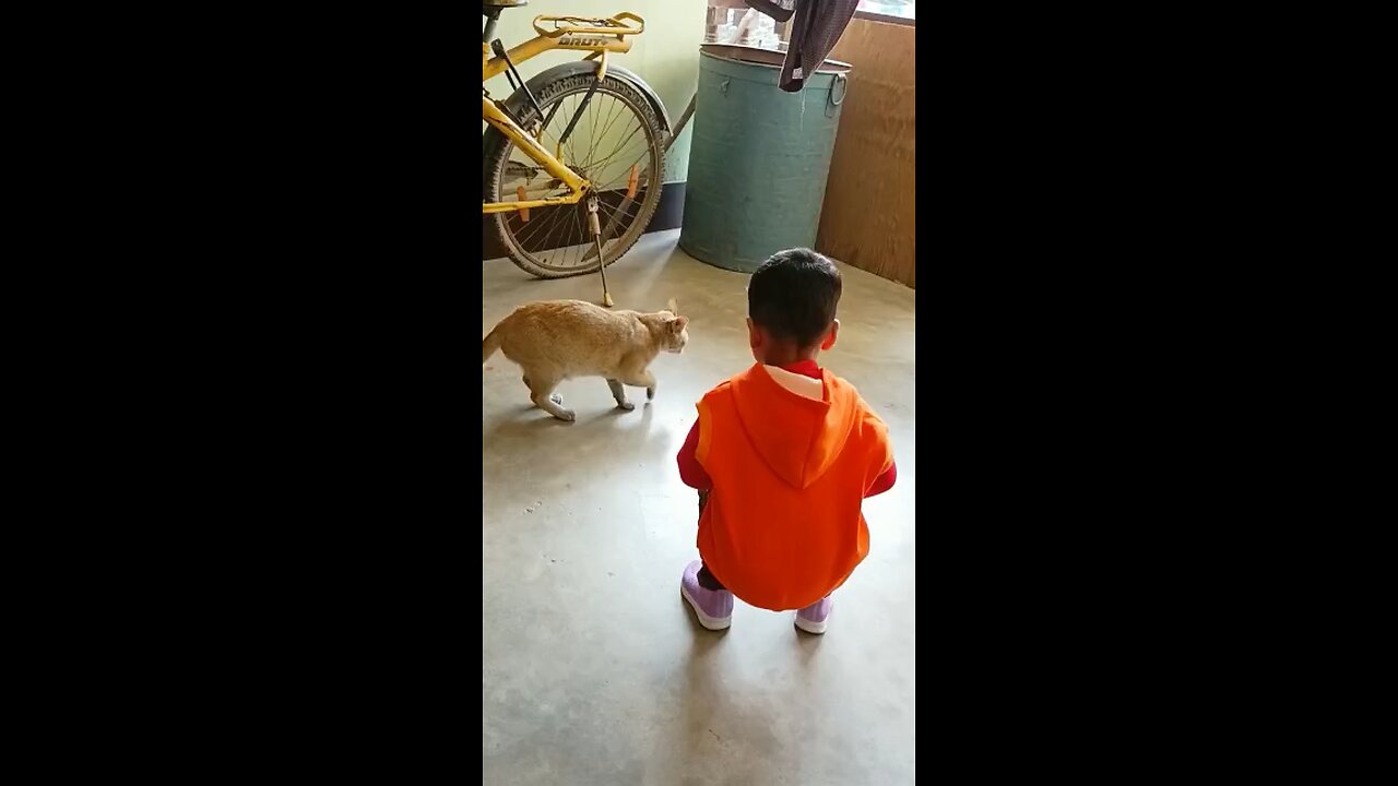 Cute cat 🐈