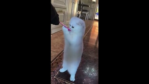 They Thought This Cat Was Possessed.😱