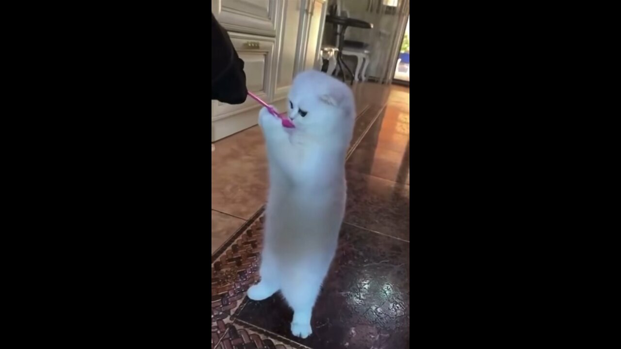 They Thought This Cat Was Possessed.😱