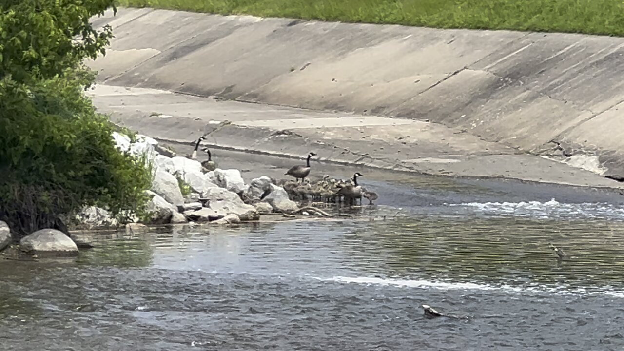 Got chased off of the Lambtons golf course