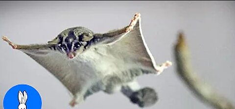SUGAR GLIDERS Flying - Funny & Cute Compilation
