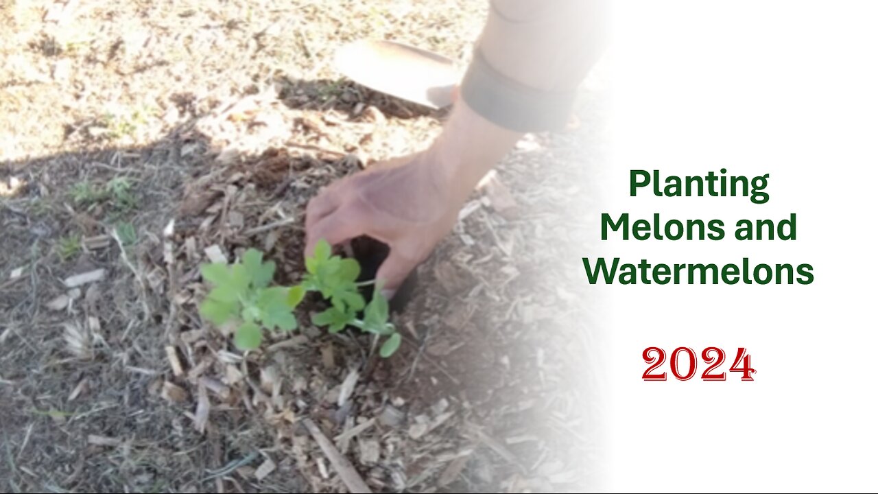 Planting Melons and Watermelons, 2024