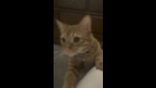My brother red screaming