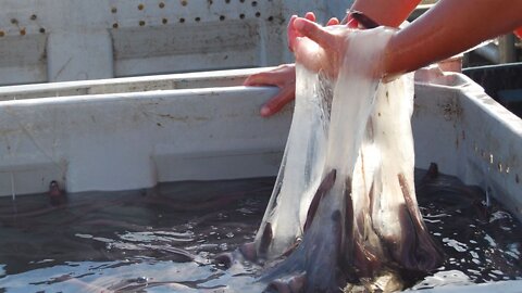 What If You Fell Into a Pool of Hagfish?