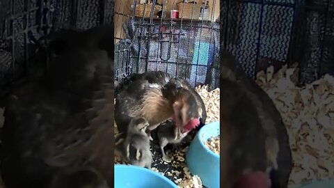 Baby chicks and mother hen 💕