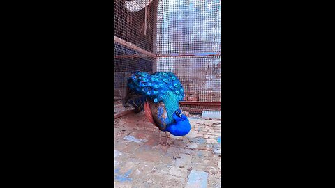 mor video short mor video shortmor video peacock video