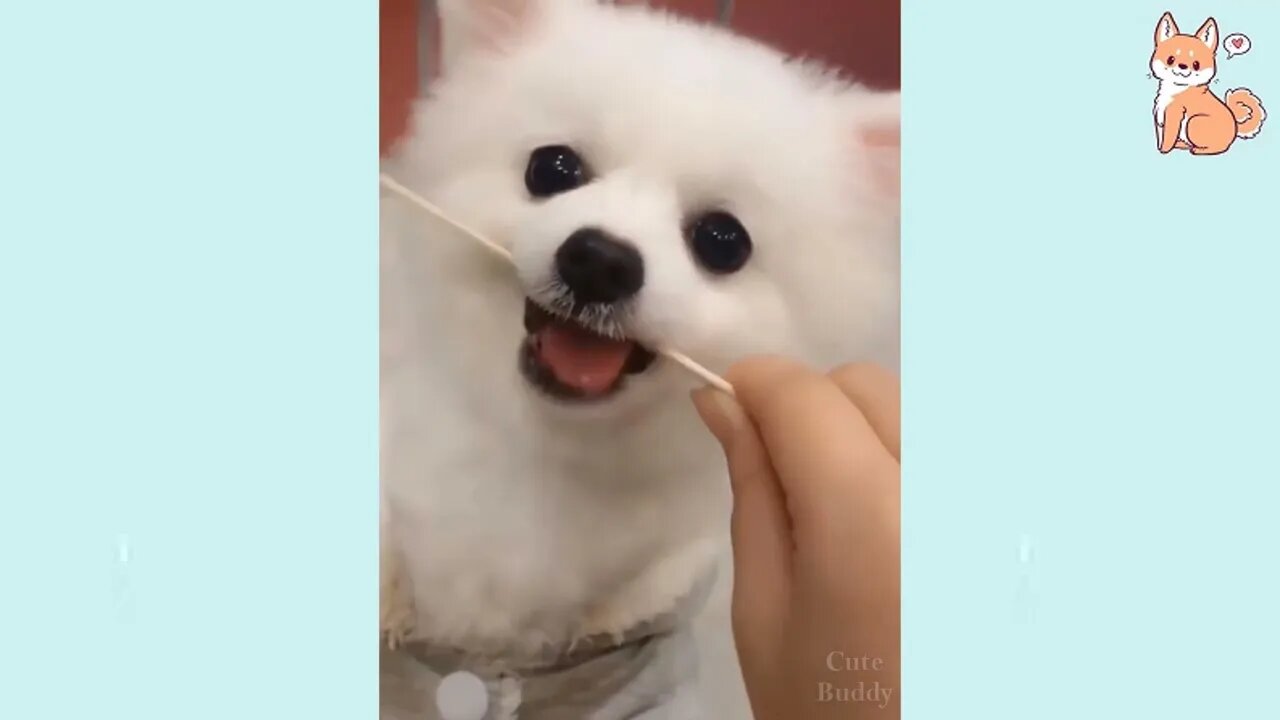 🤣Funny Dog Videos 2021🤣 🐶 It's time to LAUGH with Dog's life #9 Cute Buddy