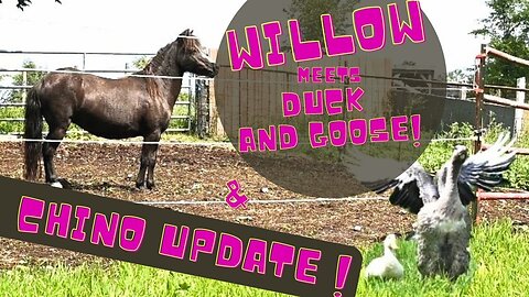 Our Horses Meet The Goose And Duck For The First Time