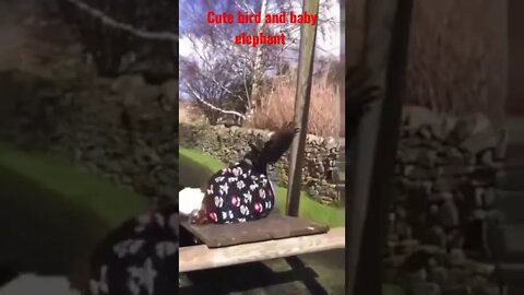 😜new funny animal, try not to laugh,#viral #funny #imrankhan #shorts
