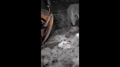close up spider eating times