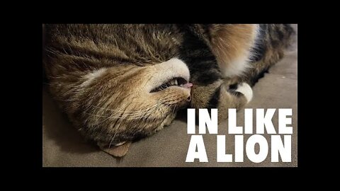 In Like A Lion