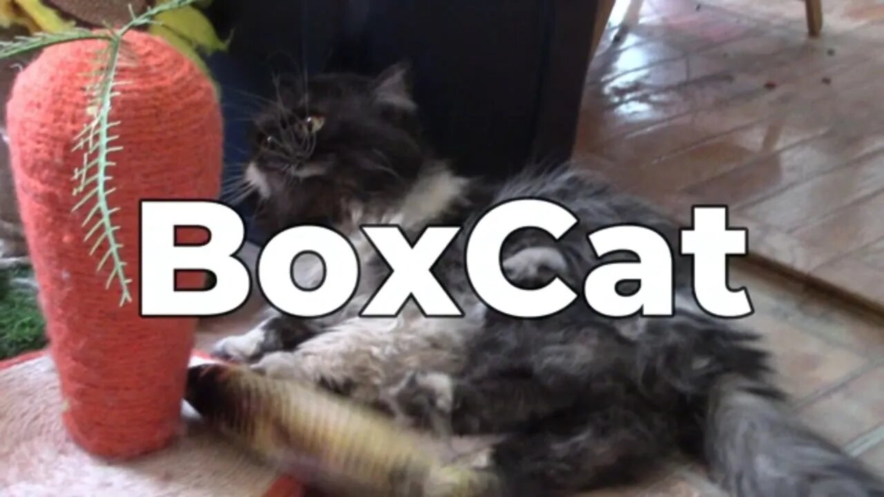 😺BoxCat Luxury Cat Box Unboxing April 2022 😺