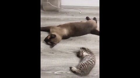 Aww the kitty wants to play with the cat! Cruel cat! 😂