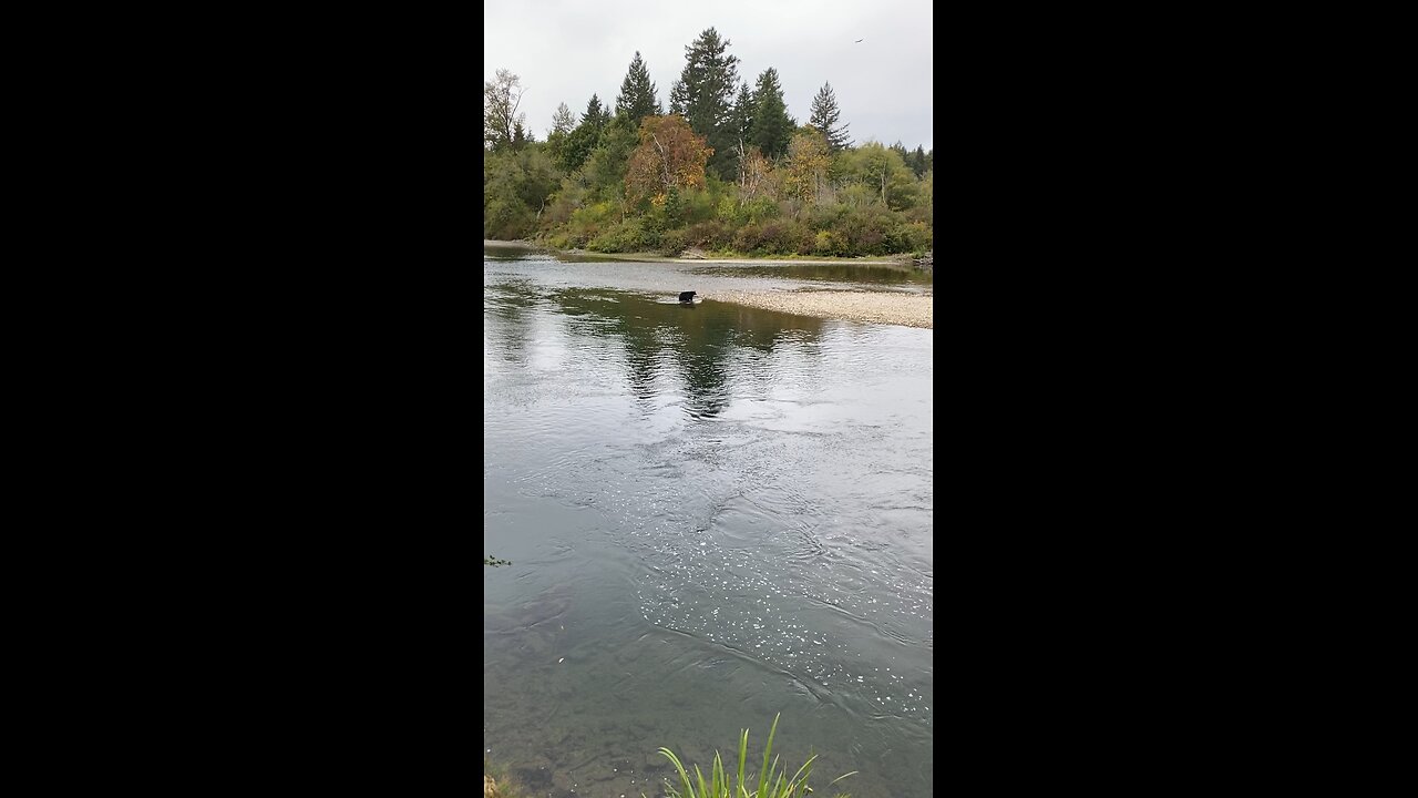 Toy Run Bear show